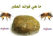 ما هي فوائد العكبر