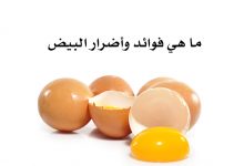 فوائد_وأضرار_البيض