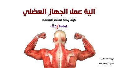 الجهاز العضلي