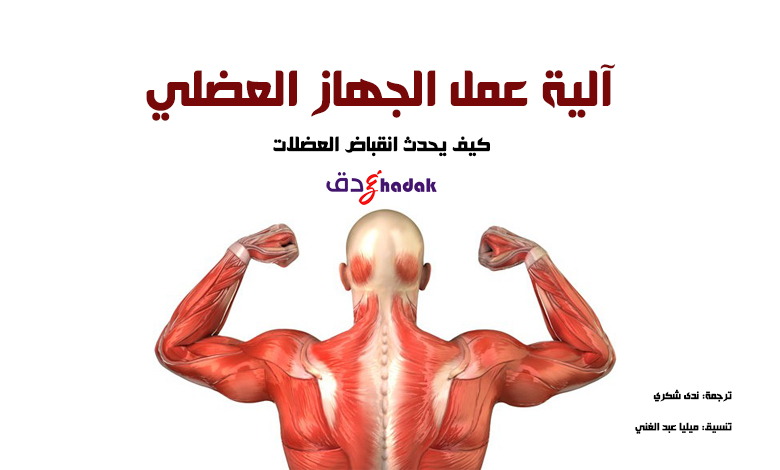 الجهاز العضلي