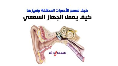كيف يعمل الجهاز السمعي 43 الجهاز السمعي
