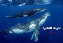 الحيتان المغنية تحت الماء