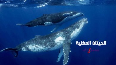 الحيتان المغنية تحت الماء