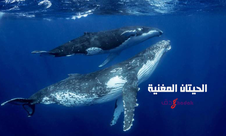 الحيتان المغنية تحت الماء