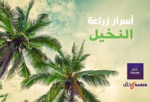أسرار زراعة النخيل في البلاد العربية