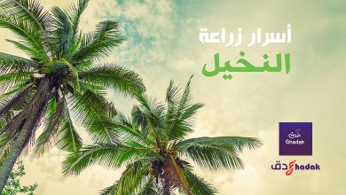 أسرار زراعة النخيل في البلاد العربية