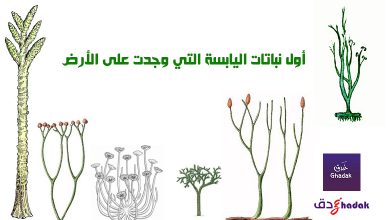 أول نباتات اليابسة التي وجدت على الأرض