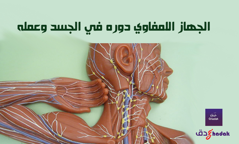 الجهاز اللمفاوي دوره في الجسد وعمله