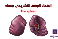 الطحال الوصف التشريحي وعمله 54 الطحال الوصف التشريحي وعمله