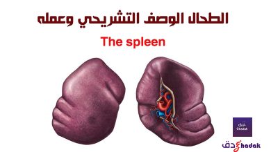 الطحال الوصف التشريحي وعمله 50 الطحال الوصف التشريحي وعمله