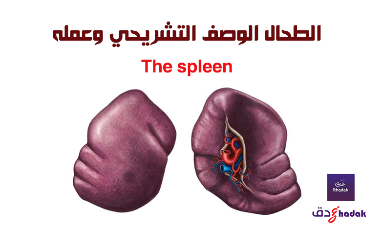 الطحال الوصف التشريحي وعمله