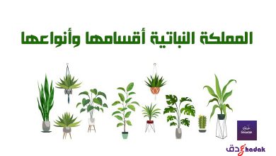 المملكة النباتية أقسامها وأنواعها 22 المملكة النباتية أقسامها وأنواعها