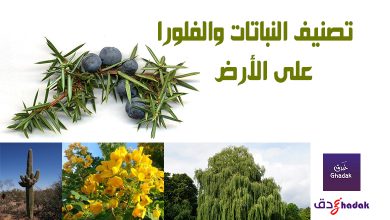 تصنيف النباتات والفلورا على الأرض