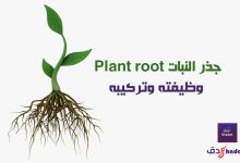 جذر النبات Plant root وظيفته وتركيبه