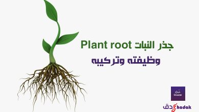 جذر النبات Plant root وظيفته وتركيبه