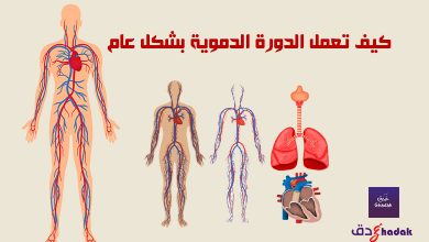 كيف تعمل الدورة الدموية بشكل عام 20 كيف تعمل الدورة الدموية بشكل عام