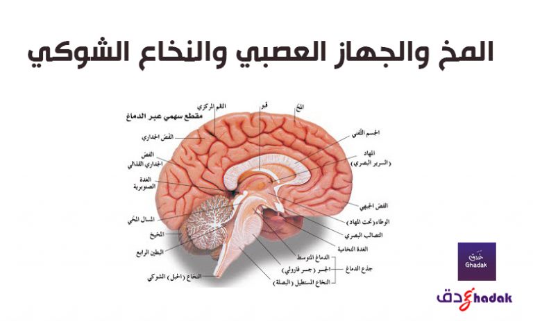 تشريح المخ البشري والمخيخ ووظائفه بالصور » غدق - المخ والجهاز العصبي ...
