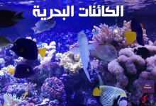 7 معلومات وحقائق عن الكائنات البحرية وعظمتها