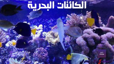 7 معلومات وحقائق عن الكائنات البحرية وعظمتها 33 7 معلومات وحقائق عن الكائنات البحرية وعظمتها