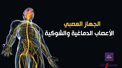 الجهاز العصبي - الأعصاب الدماغية والشوكية 5 الجهاز العصبي - الأعصاب الدماغية والشوكية