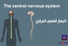 الجهاز العصبي المركزي The central nervous system 48 الجهاز العصبي المركزي The central nervous system