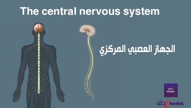 الجهاز العصبي المركزي The central nervous system 11 الجهاز العصبي المركزي The central nervous system