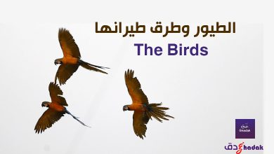 الطيور وطرق طيرانها The Birds