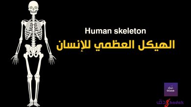 الهيكل العظمي للإنسان Human skeleton