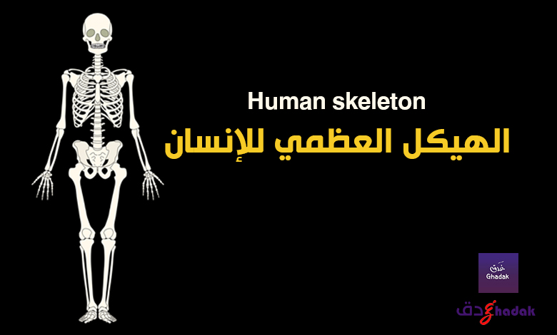 الهيكل العظمي للإنسان Human skeleton