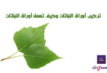 تركيب أوراق النباتات وكيف تعمل أوراق النباتات