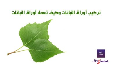 تركيب أوراق النباتات Structure of plant leaves 50 تركيب أوراق النباتات وكيف تعمل أوراق النباتات