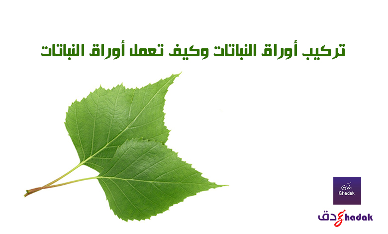 تركيب أوراق النباتات وكيف تعمل أوراق النباتات