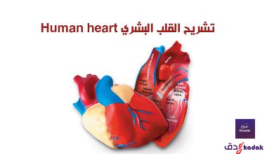 تشريح القلب البشري Human heart anatomy 54 تشريح القلب البشري Human heart