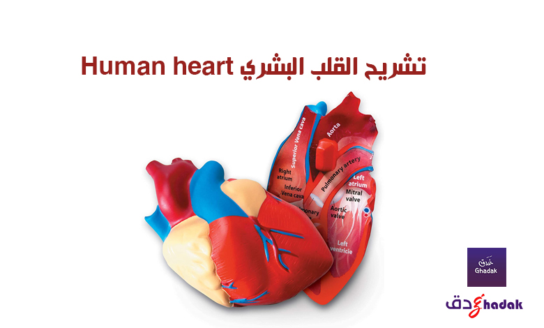 تشريح القلب البشري Human heart
