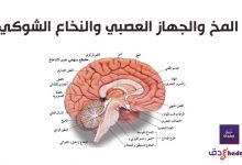 تشريح المخ البشري والمخيخ ووظائفه بالصور