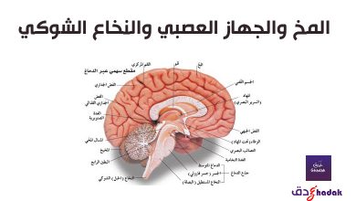 تشريح المخ البشري والمخيخ ووظائفه بالصور 16 تشريح المخ البشري والمخيخ ووظائفه بالصور