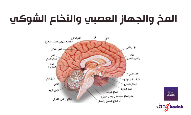 تشريح المخ البشري والمخيخ ووظائفه بالصور 1 تشريح المخ البشري والمخيخ ووظائفه بالصور