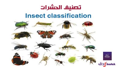 تصنيف الحشرات Insect classification 64 تصنيف الحشرات Insect classification