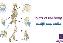 مفاصل جسم الانسان Joints of the body