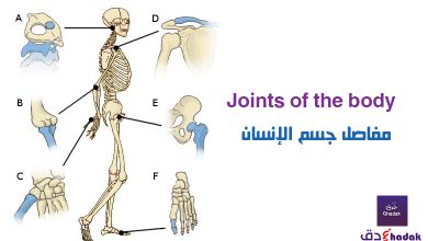 مفاصل جسم الانسان Joints of the body 36 مفاصل جسم الانسان Joints of the body