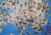 نباتات آسيا وحيواناتها