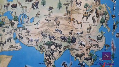 نباتات آسيا وحيواناتها Asia 46 نباتات آسيا وحيواناتها