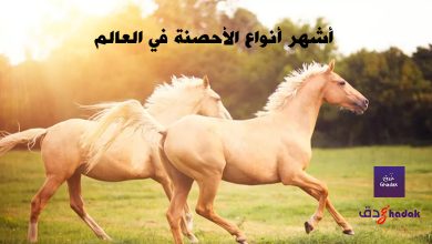 10 من أشهر أنواع الأحصنة في العالم 21 10 من أشهر أنواع الأحصنة في العالم