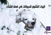 البيات الشتوي للحيوانات في فصل الشتاء 89 البيات الشتوي للحيوانات في فصل الشتاء