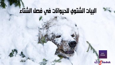 البيات الشتوي للحيوانات في فصل الشتاء 68 البيات الشتوي للحيوانات في فصل الشتاء