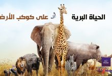 الحياة البرية على كوكب الأرض