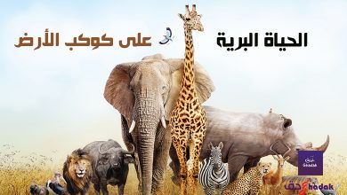 الحياة البرية على كوكب الأرض 6 الحياة البرية على كوكب الأرض