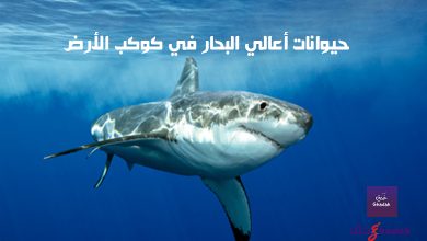 10 حيوانات من أعالي البحار في كوكب الأرض 53 حيوانات أعالي البحار في كوكب الأرض