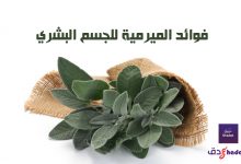 فوائد الميرمية للجسم البشري