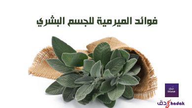 5 فوائد الميرمية للجسم البشري 49 فوائد الميرمية للجسم البشري
